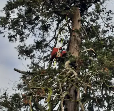 abattage d'arbre à Beaumont-sur-Sarthe - image 3