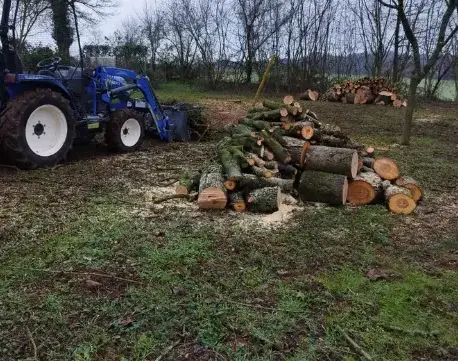 abattage d'arbre Beaumont-sur-Sarthe-5