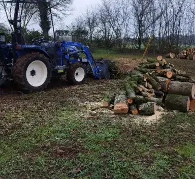abattage d'arbre à Brûlon - image 3