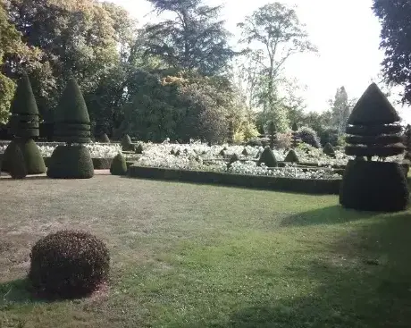 abattage d'arbre Conlie-1