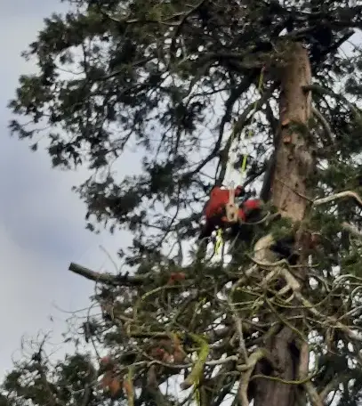 abattage d'arbre à Conlie - image 2