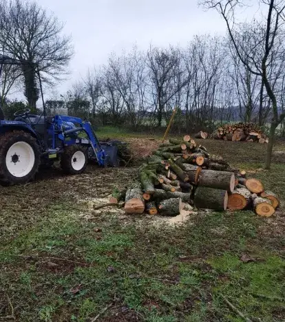 abattage d'arbre à Conlie - image 3