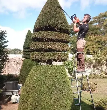 abattage d'arbre à Conlie - image 4