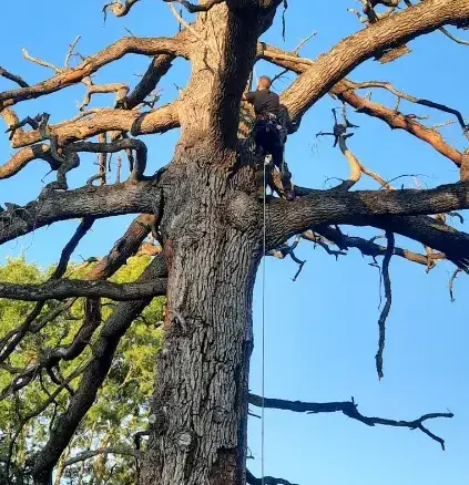 abattage d'arbre Conlie-5