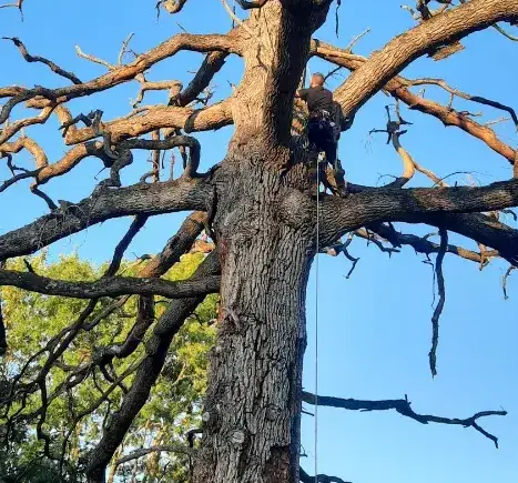 abattage d'arbre à Evron - image 3