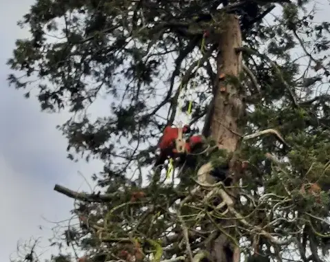 abattage d'arbre à Evron - image 4