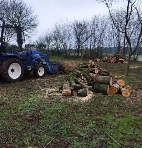 abattage d'arbre Evron-5