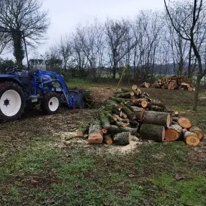 abattage d'arbre Fresnay-sur-Sarthe-1