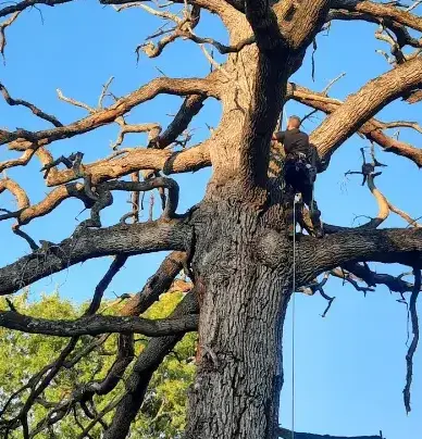 abattage d'arbre Fresnay-sur-Sarthe-5