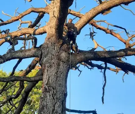 abattage d'arbre Le Mans-1