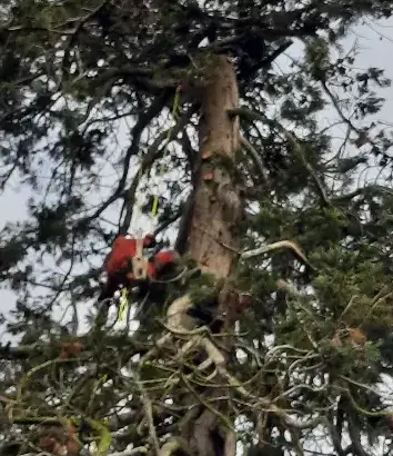 abattage d'arbre à Le Mans - image 2