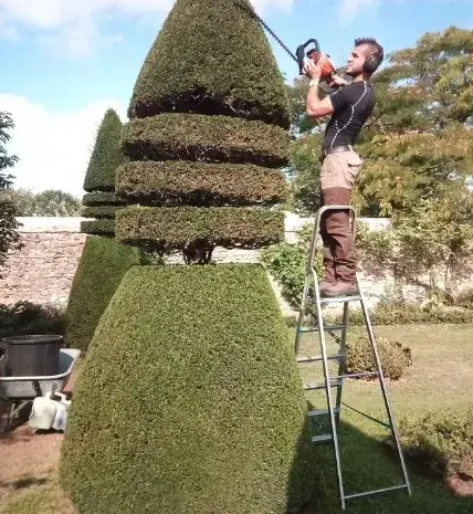 abattage d'arbre à Le Mans - image 3