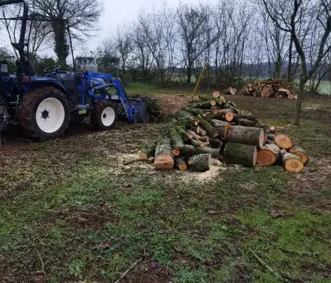 abattage d'arbre à Le Mans - image 4