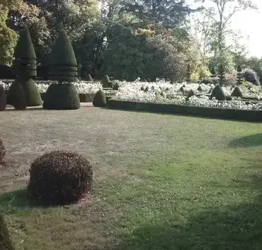 abattage d'arbre Le Mans-5