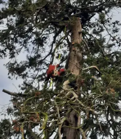 abattage d'arbre à Rouez - image 2