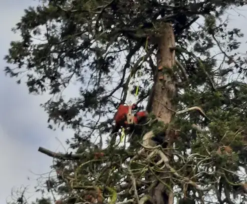 abattage d'arbre Tennie-1