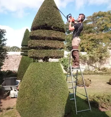 abattage d'arbre à Tennie - image 2