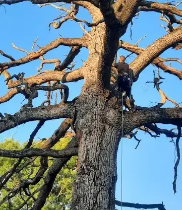 abattage d'arbre à Tennie - image 4