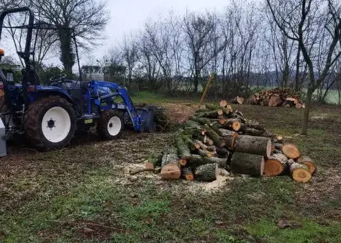 abattage d'arbre Tennie-5