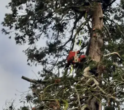 arboriste Beaumont-sur-Sarthe-5