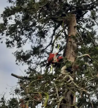arboriste à Brûlon - image 3
