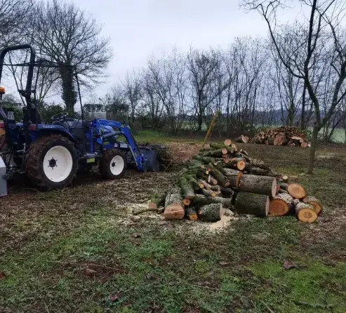 arboriste à Conlie - image 2