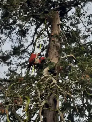 arboriste Conlie-5