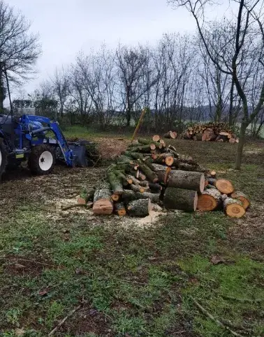 arboriste à Evron - image 2