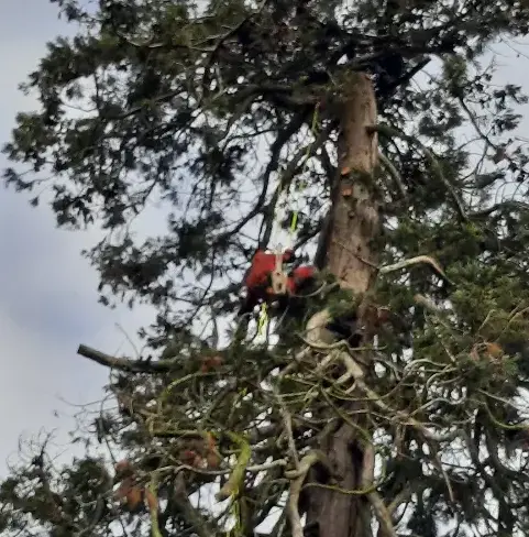 arboriste à Evron - image 3