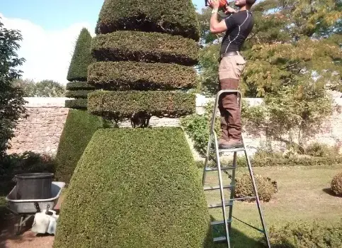 arboriste à Evron - image 4