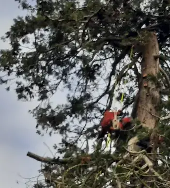 arboriste à Fresnay-sur-Sarthe - image 4