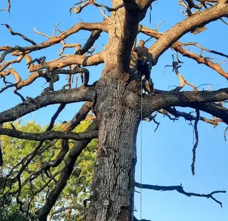 arboriste à Le Mans - image 2