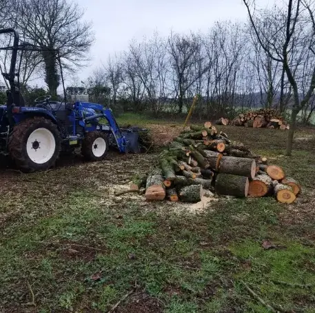 arboriste à Le Mans - image 3