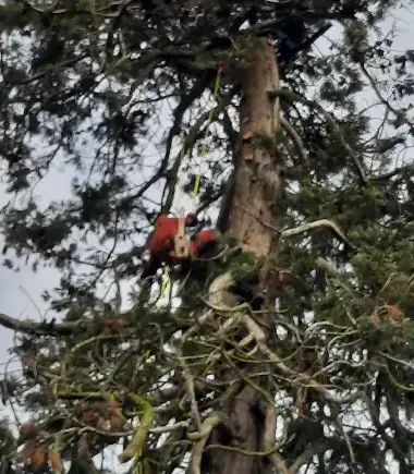 arboriste à Le Mans - image 4