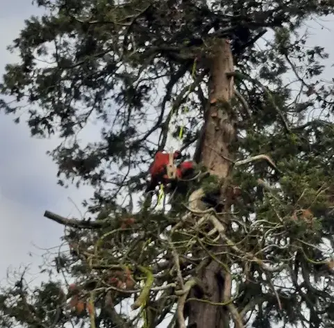 arboriste à Rouez - image 2