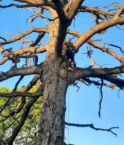 arboriste à Rouez - image 3