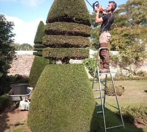 arboriste à Tennie - image 4