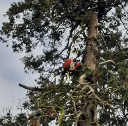 arboriste Tennie-5