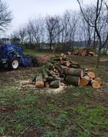 bucheronnage à Beaumont-sur-Sarthe - image 2