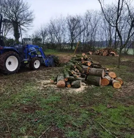 bucheronnage à Fresnay-sur-Sarthe - image 4