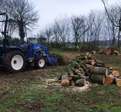 bucheronnage à Le Mans - image 2