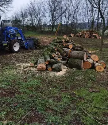 bucheronnage à Rouez - image 2