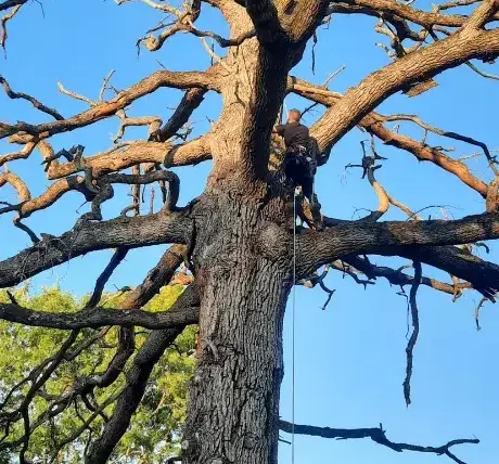 élagueur à Conlie - image 2