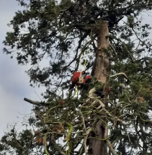 élagueur à Le Mans - image 4