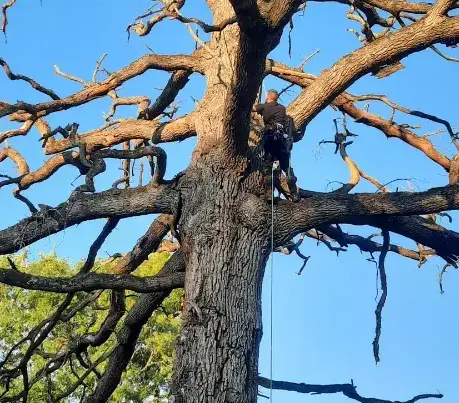 élagueur à Tennie - image 2