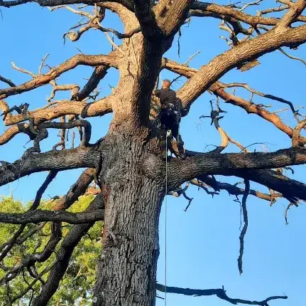 entretien jardin à Conlie - image 3