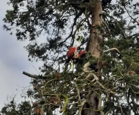 entretien jardin Conlie-5