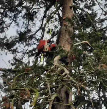 entretien jardin Le Mans-1