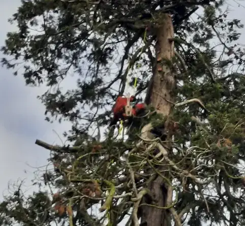 entretien jardin Tennie-5